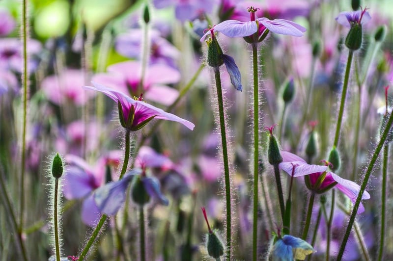 Ethereal Gardens